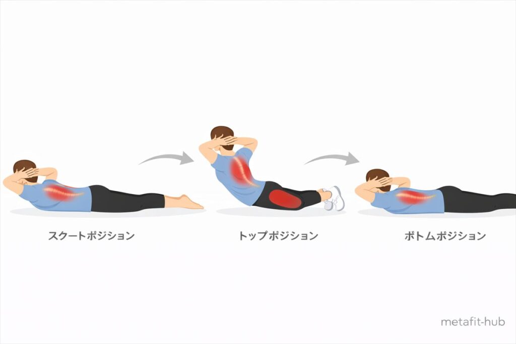 バックエクステンションのスタートポジション、トップポジション、ボトムポジションを示した図解イラスト。自宅でできる自重トレーニングで脊柱起立筋を鍛える。