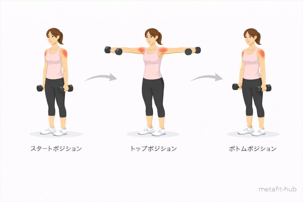ダンベルサイドレイズのスタートポジション・トップポジション・ボトムポジションを示した図解イラスト