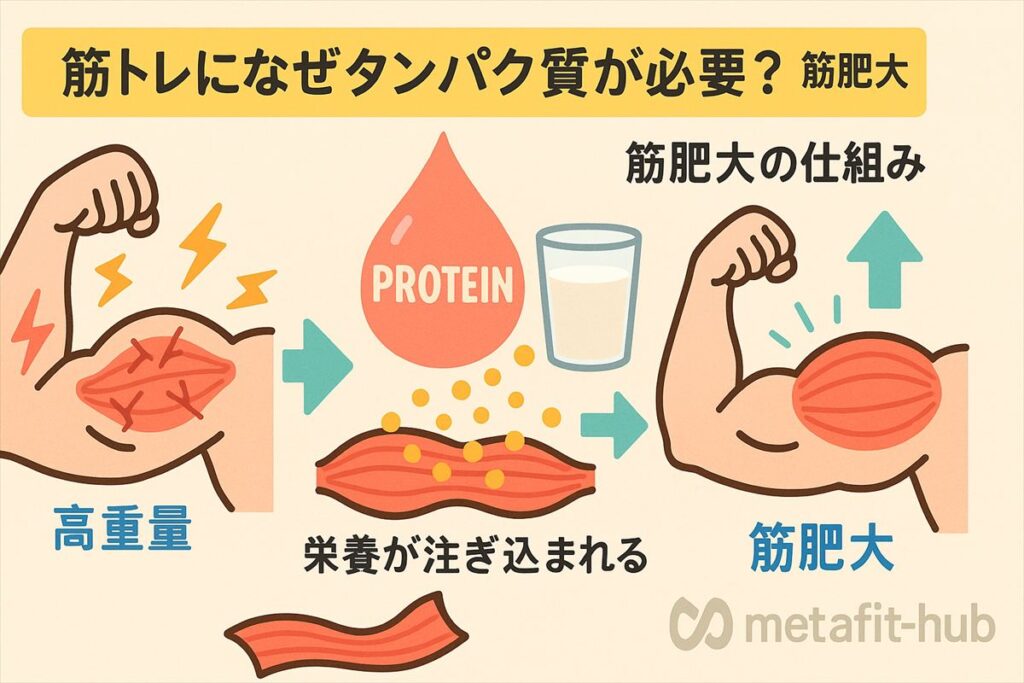 筋トレで筋繊維が損傷し、タンパク質によって修復・筋肥大が進む仕組みをイラストで解説した画像