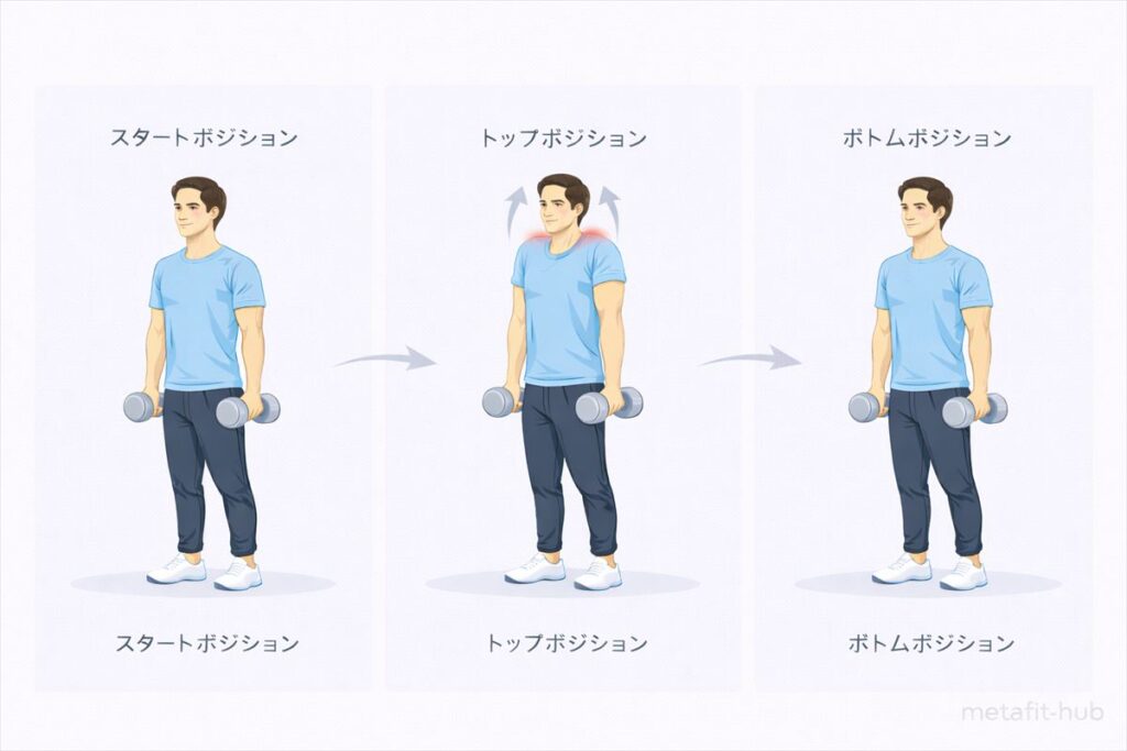 ダンベルショルダーシュラッグの正しいフォーム解説｜スタート・トップ・ボトムポジション