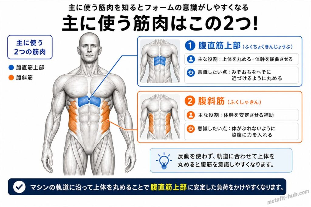 アブドミナルクランチマシンで鍛えられる腹筋の筋肉図。腹直筋上部をメインに使われる