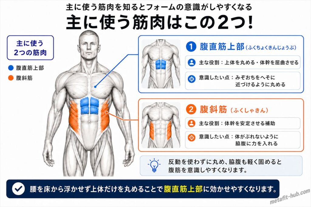 クランチで鍛えられる腹筋の筋肉図。腹直筋上部をメインに腹斜筋も使われる