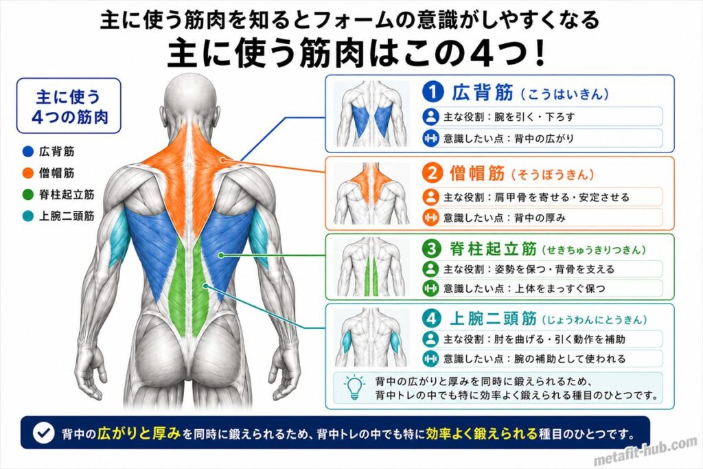 ベントオーバーローイングで鍛えられる背中の筋肉図。広背筋・僧帽筋をメインに脊柱起立筋も使われる