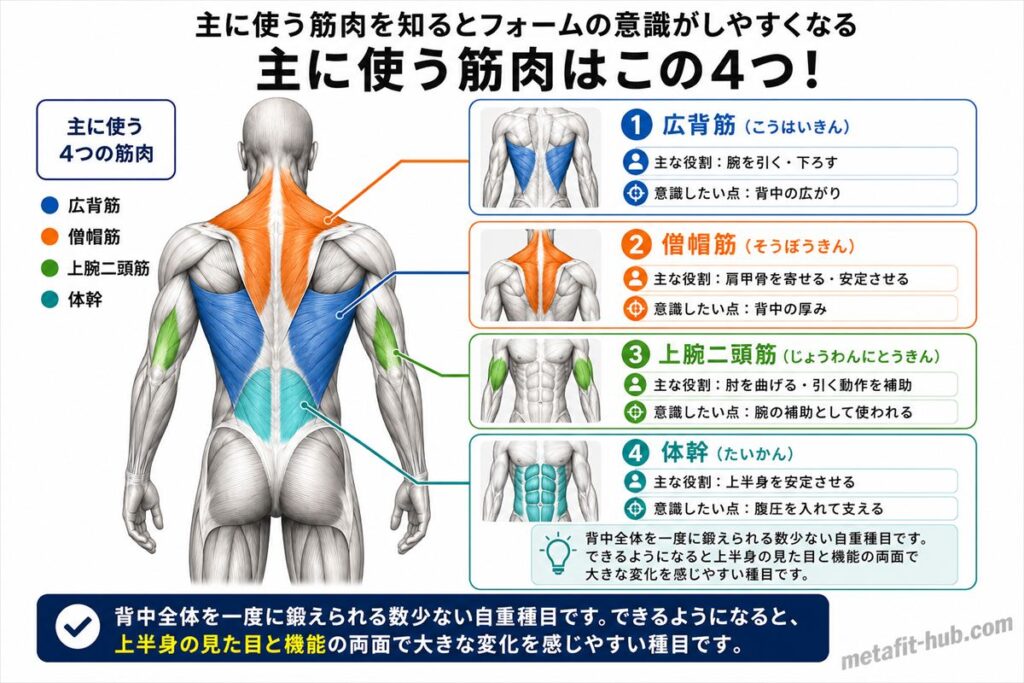自重懸垂で鍛えられる背中の筋肉図。広背筋をメインに僧帽筋・上腕二頭筋も使われる