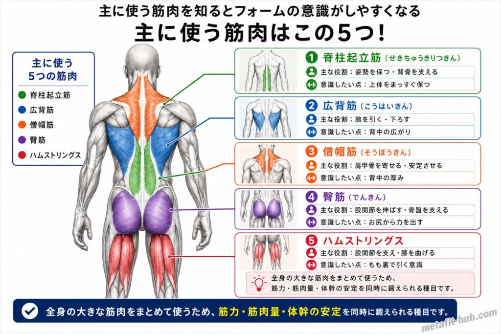 デッドリフトで鍛えられる背中の筋肉図。脊柱起立筋をメインに広背筋・僧帽筋も使われる