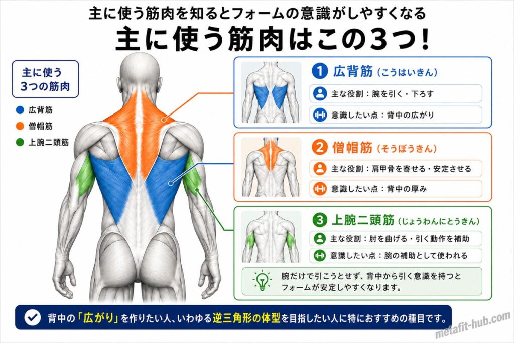 ラットプルダウンで鍛えられる背中の筋肉図。広背筋をメインに僧帽筋・上腕二頭筋も使われる