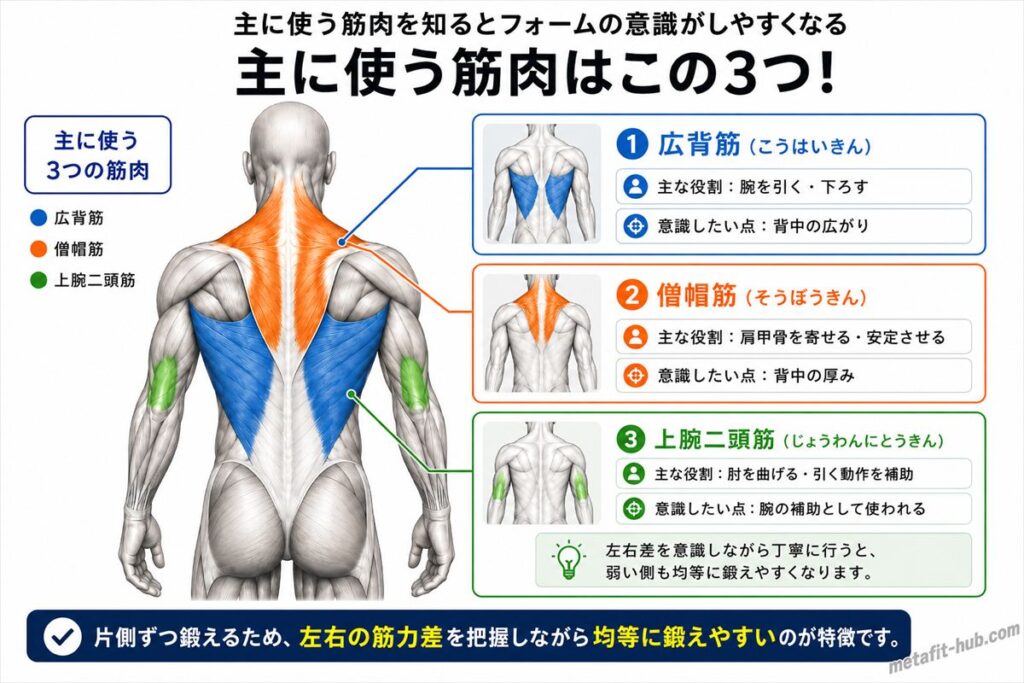 ワンハンドダンベルローイングで鍛えられる背中の筋肉図。広背筋をメインに僧帽筋も使われる