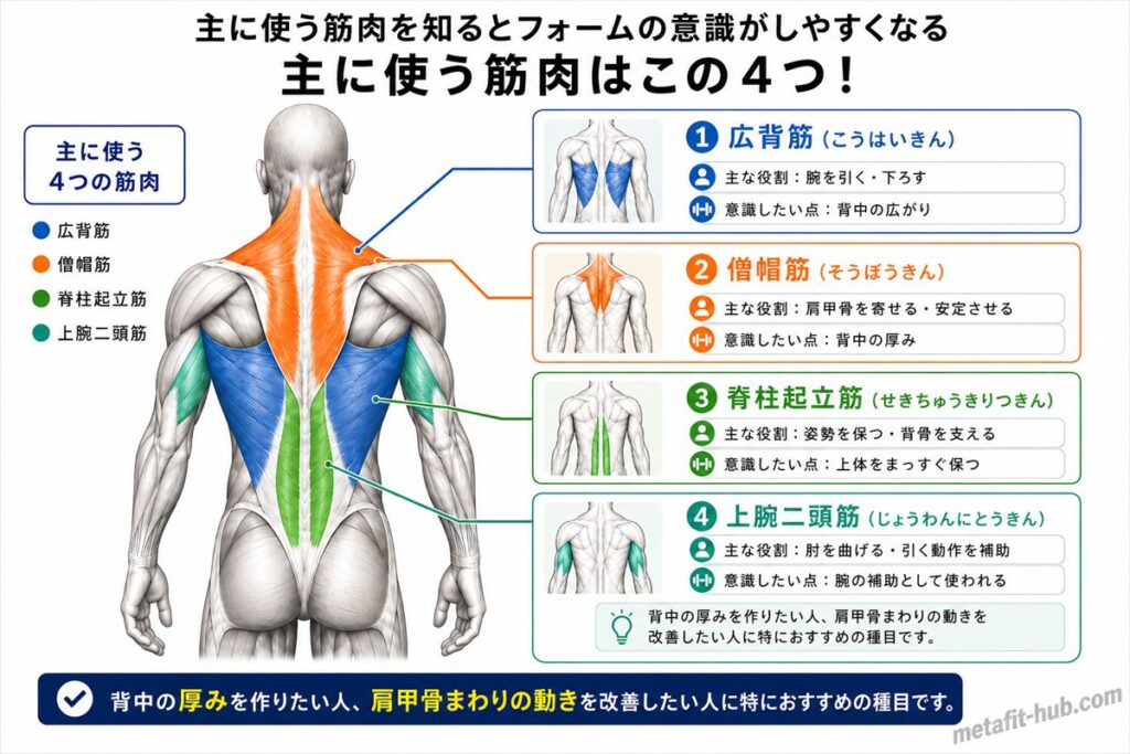 シーテッドローで鍛えられる背中の筋肉図。僧帽筋・広背筋をメインに脊柱起立筋も使われる