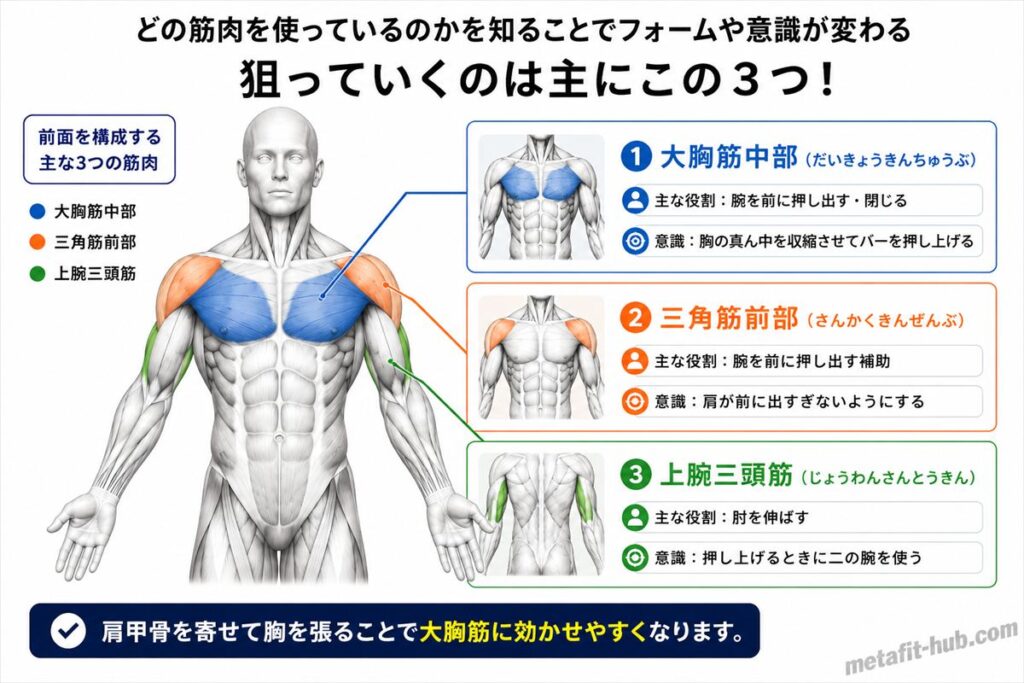 フラットベンチプレスで鍛えられる胸の筋肉図。大胸筋中部をメインに三角筋前部・上腕三頭筋も使われる