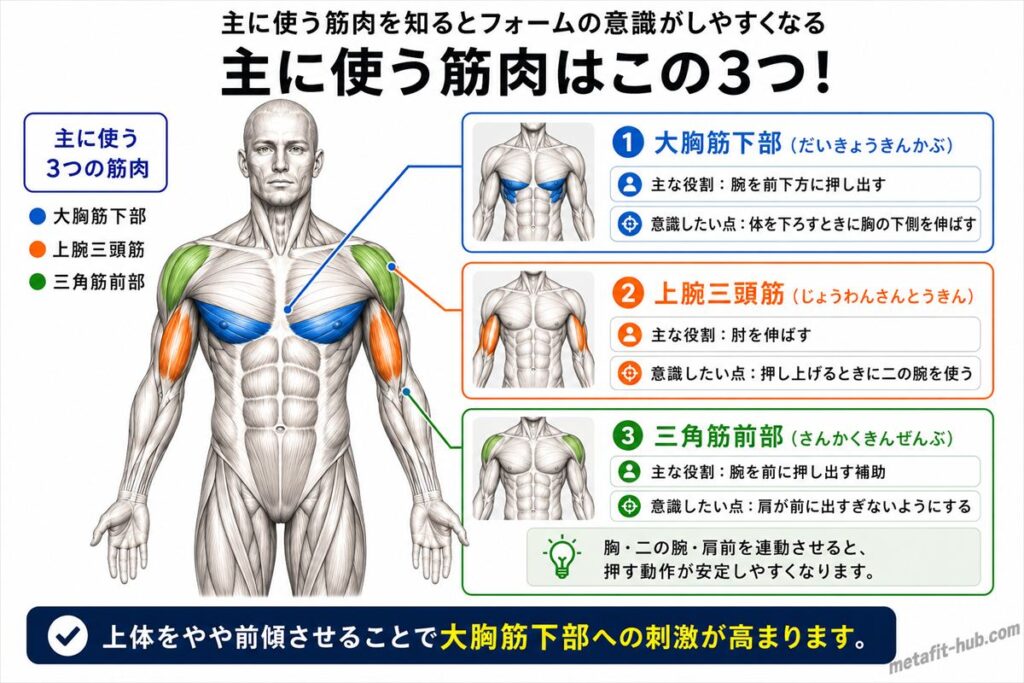 ディップスで鍛えられる胸の筋肉図。大胸筋下部をメインに上腕三頭筋・三角筋前部も使われる