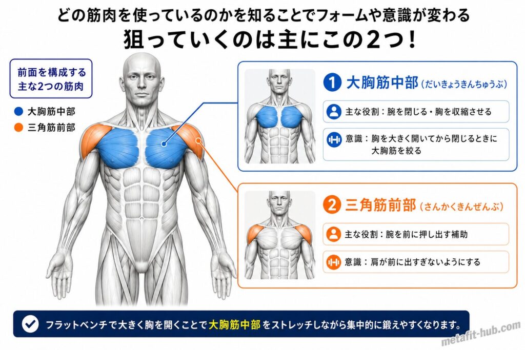 ダンベルフライ（フラット）で鍛えられる胸の筋肉図。大胸筋中部をメインに三角筋前部も使われる
