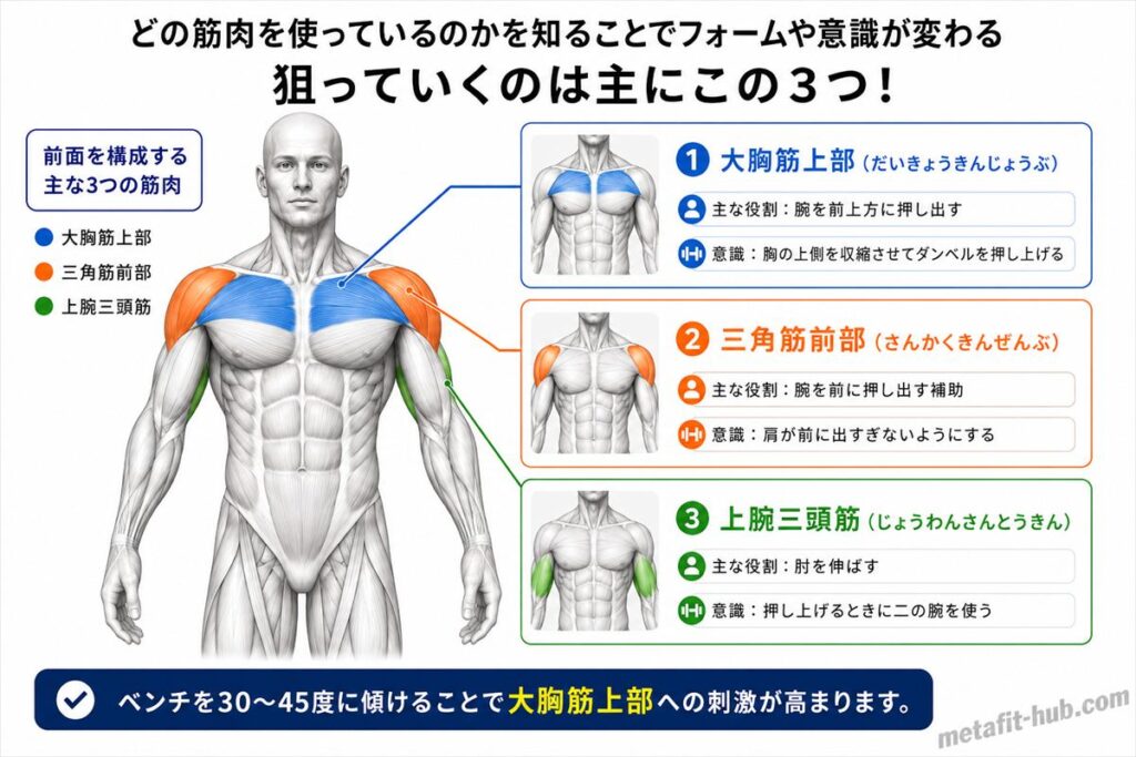インクラインダンベルプレスで鍛えられる胸の筋肉図。大胸筋上部をメインに三角筋前部・上腕三頭筋も使われる