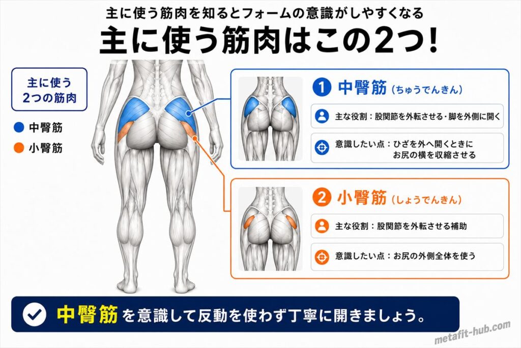 チョコザップのアブダクションで鍛えられる筋肉図。中臀筋をメインに小臀筋も使われる