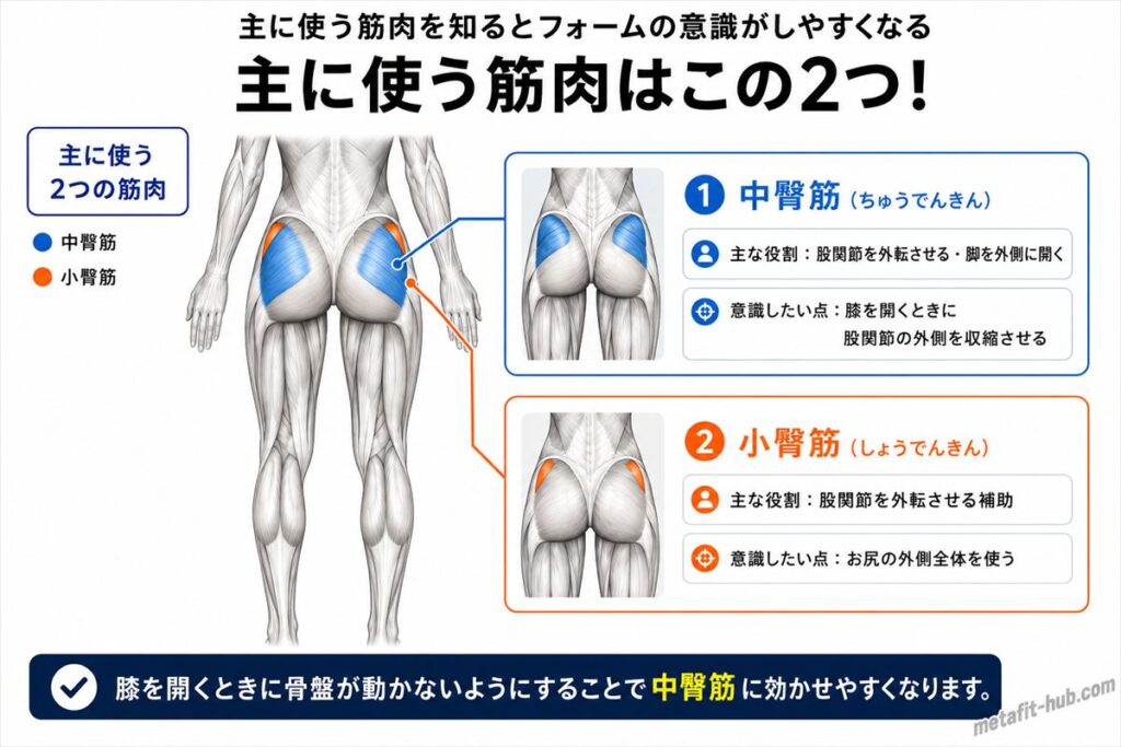 クラムシェルで鍛えられる筋肉図。中臀筋をメインに小臀筋も使われる