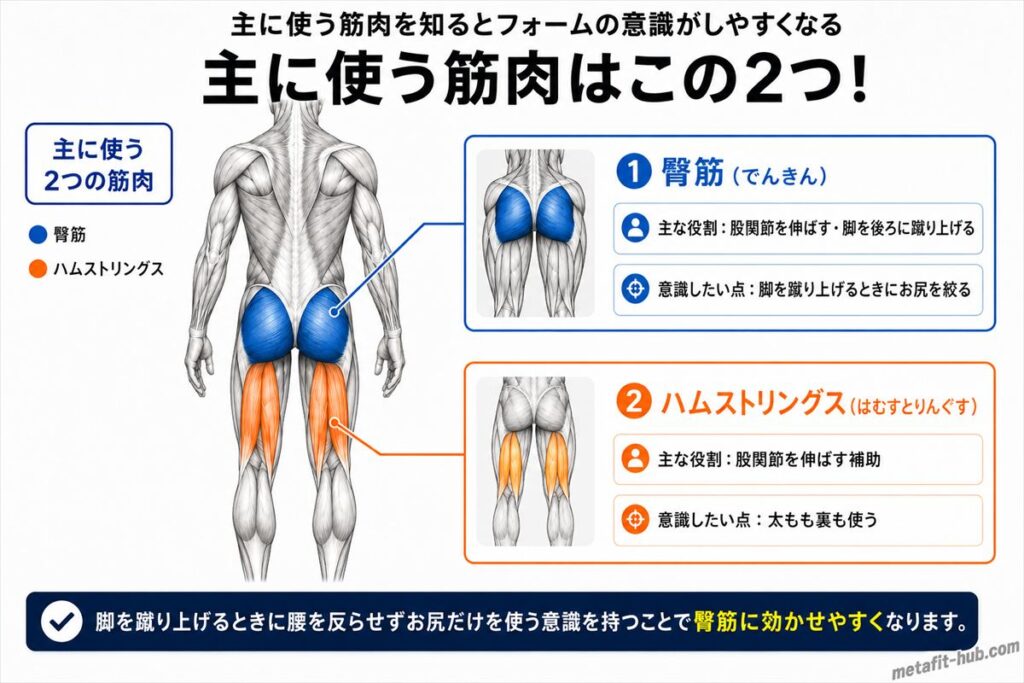 ドンキーキックで鍛えられる筋肉図。臀筋をメインにハムストリングスも使われる