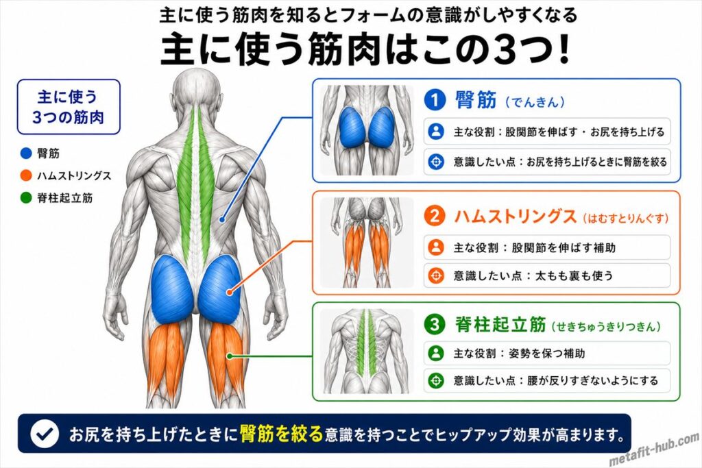 ヒップリフトで鍛えられる筋肉図。臀筋をメインにハムストリングス・脊柱起立筋も使われる
