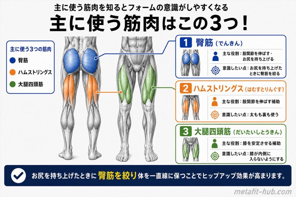 ヒップスラストで鍛えられる筋肉図。臀筋をメインにハムストリングス・大腿四頭筋も使われる