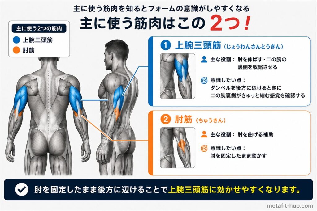 ダンベルキックバックで鍛えられる筋肉図。上腕三頭筋をメインに肘筋も使われる