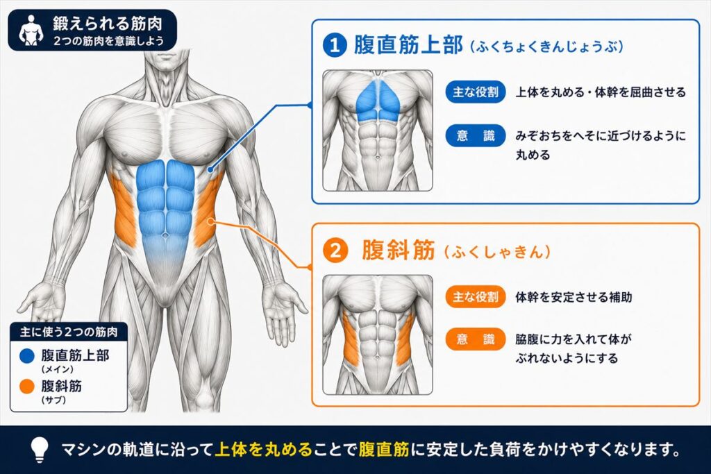 チョコザップのアブドミナルで鍛えられる筋肉図。腹直筋上部をメインに腹斜筋も使われる