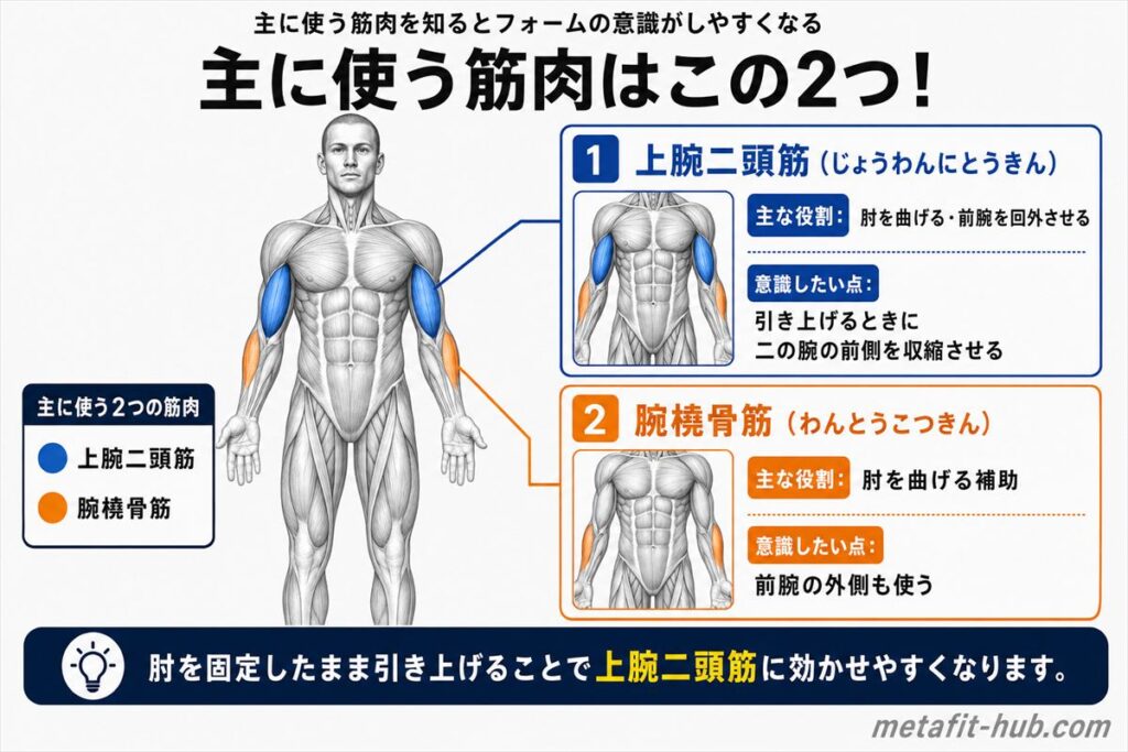 チョコザップのアームカールで鍛えられる筋肉図。上腕二頭筋をメインに腕橈骨筋も使われる