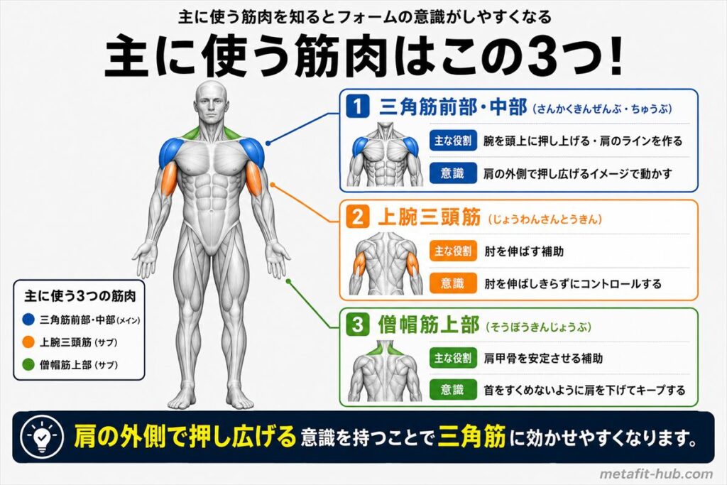チョコザップのショルダープレスで鍛えられる筋肉図。三角筋(前部・中部)をメインに上腕三頭筋・僧帽筋上部も使われる