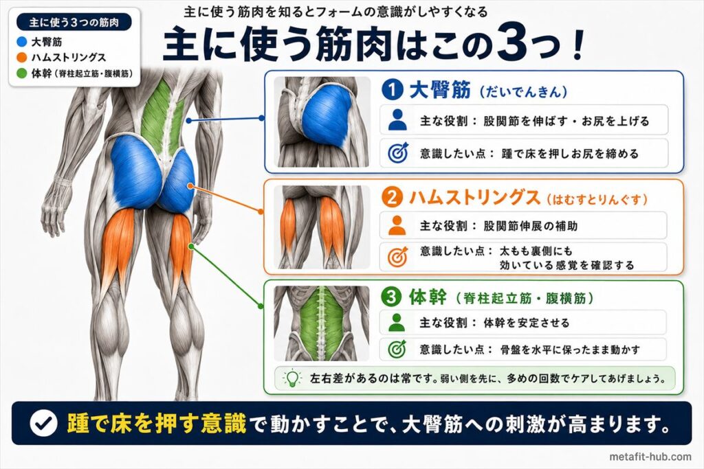 ワンレッグヒップリフトで鍛えられる筋肉図解。大臀筋をメインターゲットとして強調し、ハムストリングス・体幹も示している。