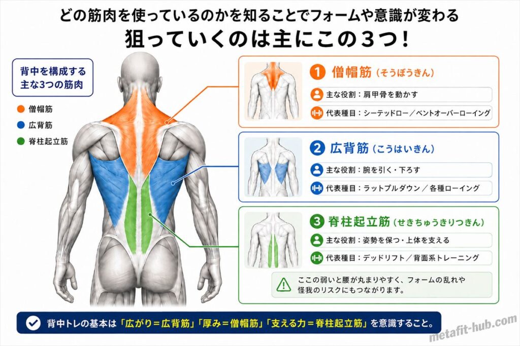 背中トレで使う主な3つの筋肉（僧帽筋・広背筋・脊柱起立筋）の位置と役割を示したインフォグラフィック