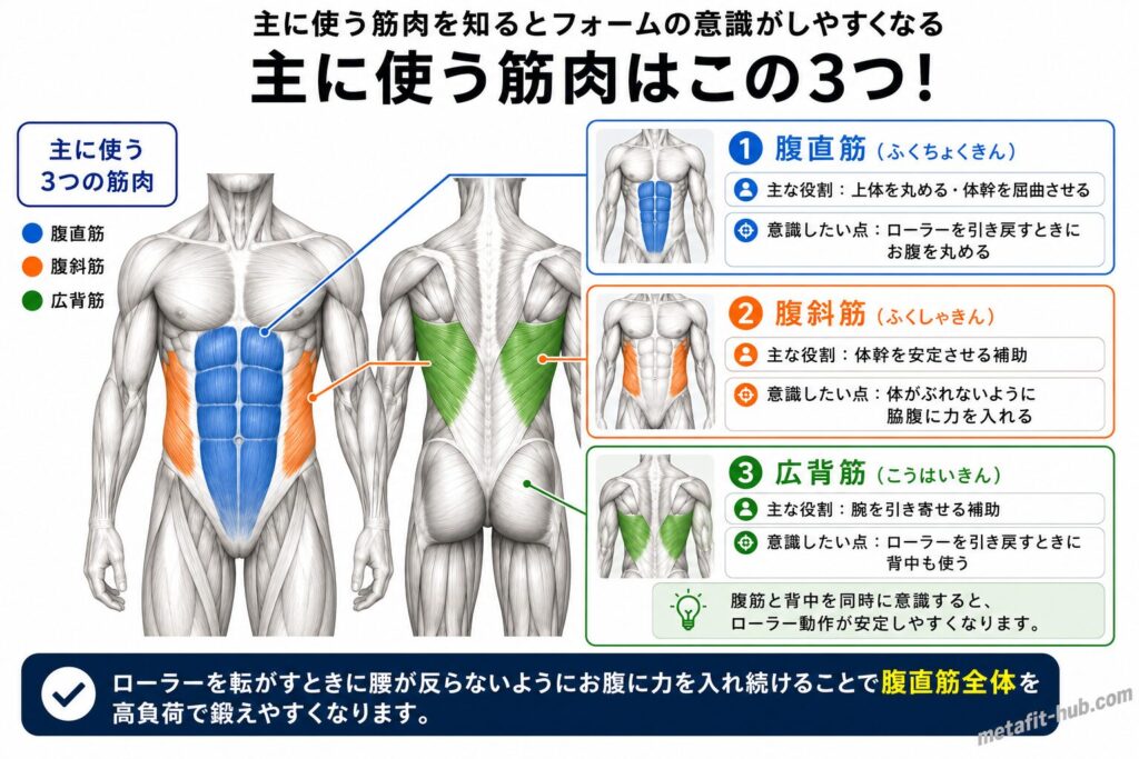 アブローラーで鍛えられる体幹の筋肉図。腹直筋をメインに腹斜筋・広背筋も使われる