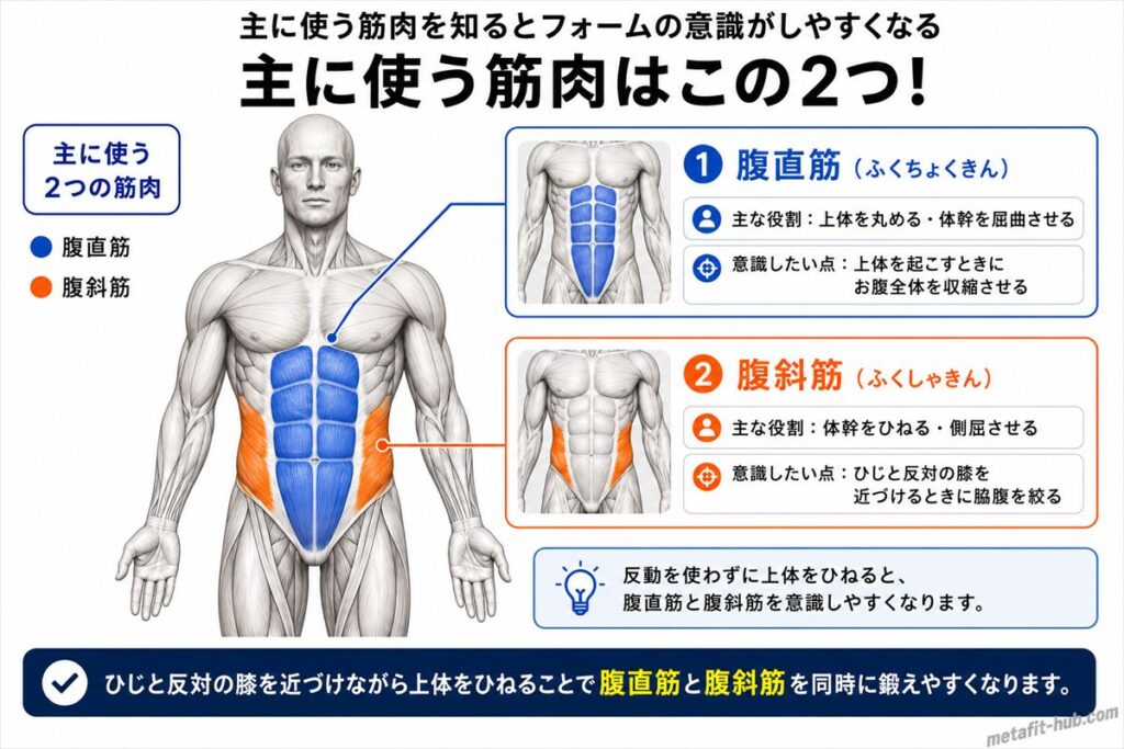 バイシクルクランチで鍛えられる腹筋の筋肉図。腹直筋・腹斜筋をメインに使われる