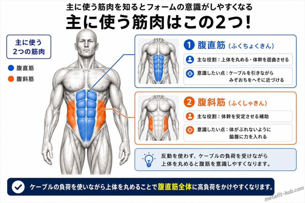 ケーブルクランチで鍛えられる腹筋の筋肉図。腹直筋をメインに腹斜筋も使われる