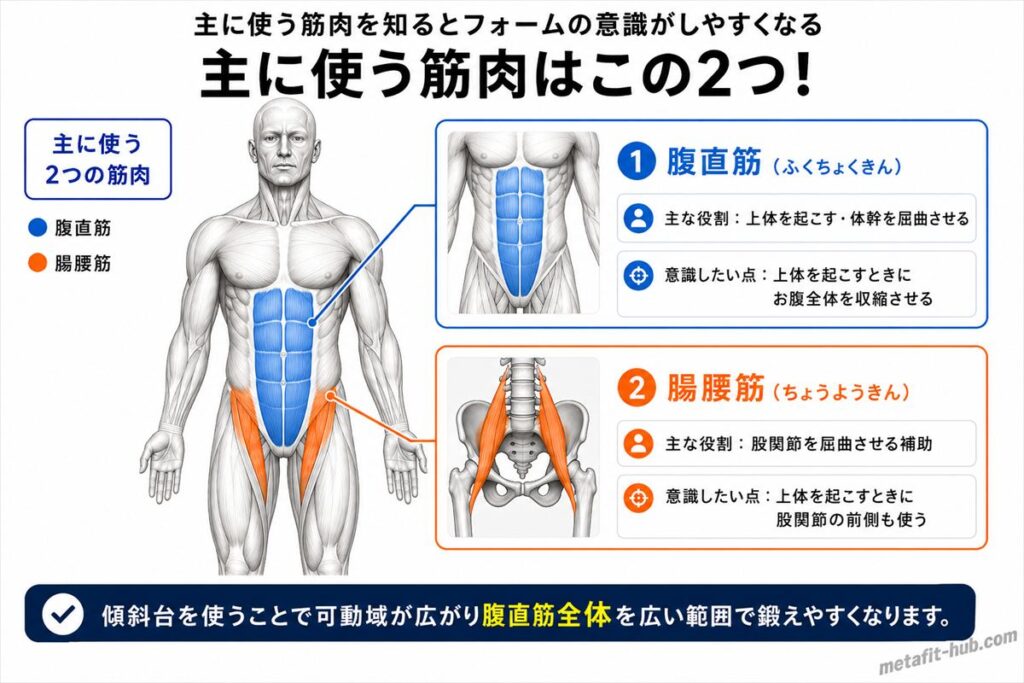 デクラインシットアップで鍛えられる腹筋の筋肉図。腹直筋全体をメインに腸腰筋も使われる