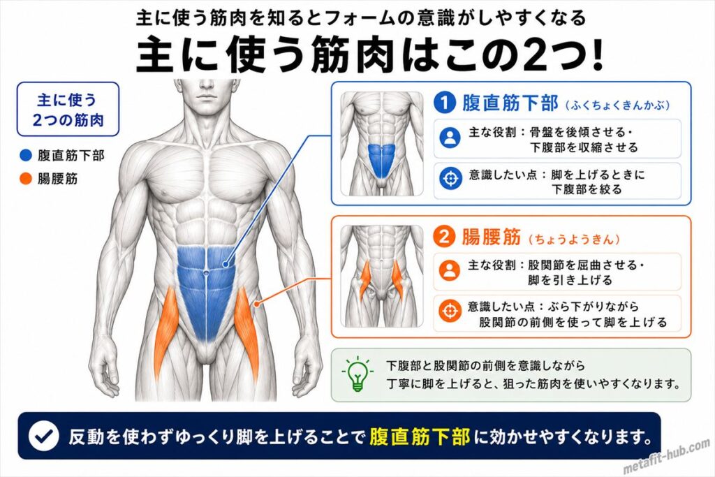 ハンギングレッグレイズで鍛えられる腹筋の筋肉図。腹直筋下部をメインに腸腰筋も使われる