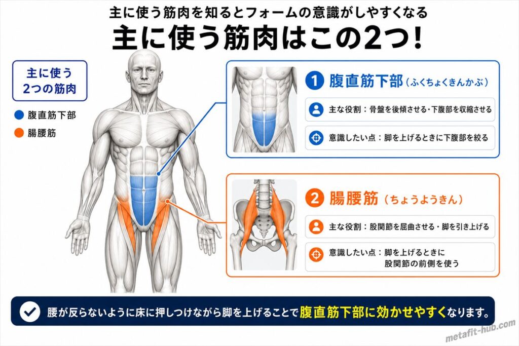 レッグレイズで鍛えられる腹筋の筋肉図。腹直筋下部をメインに腸腰筋も使われる
