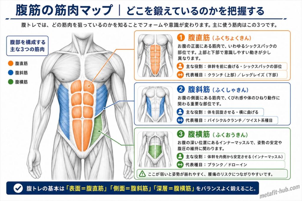 腹トレで使う主な3つの筋肉（腹直筋・腹斜筋・腹横筋）の位置と役割を示したインフォグラフィック
