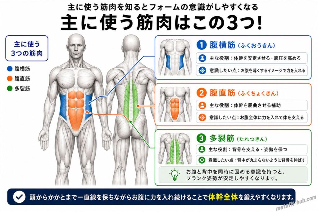 プランクで鍛えられる体幹の筋肉図。腹横筋をメインに腹直筋・多裂筋も使われる