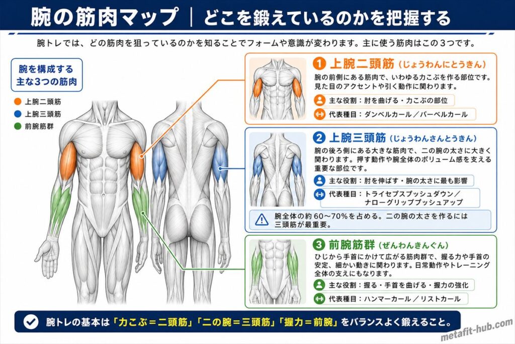 腕トレで使う主な3つの筋肉（上腕二頭筋・上腕三頭筋・前腕筋群）の位置と役割を示したインフォグラフィック
