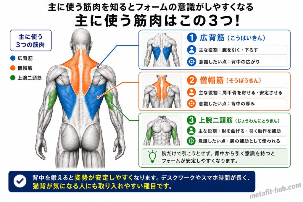 タオルローイングで鍛えられる背中の筋肉図。広背筋をメインに僧帽筋も使われる