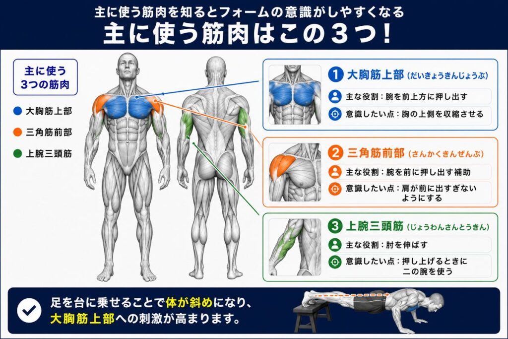 デクラインプッシュアップで鍛えられる胸の筋肉図。大胸筋上部をメインに三角筋前部・上腕三頭筋も使われる