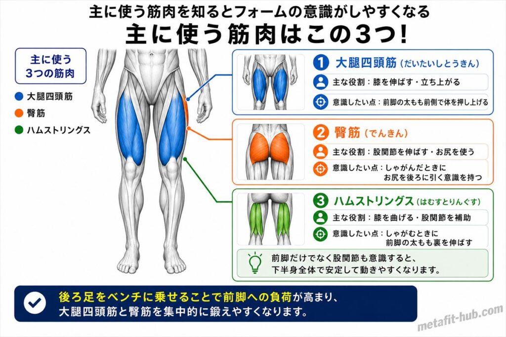 ブルガリアンスクワットで鍛えられる脚の筋肉図。大腿四頭筋・臀筋をメインにハムストリングスも使われる