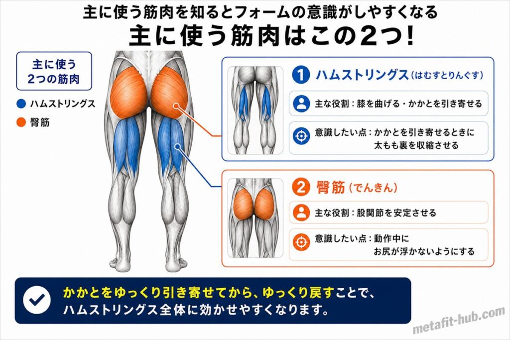 レッグカール(マシン)で鍛えられる脚の筋肉図。ハムストリングスをメインに使われる