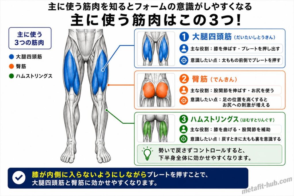 レッグプレスで鍛えられる脚の筋肉図。大腿四頭筋・臀筋をメインにハムストリングスも使われる