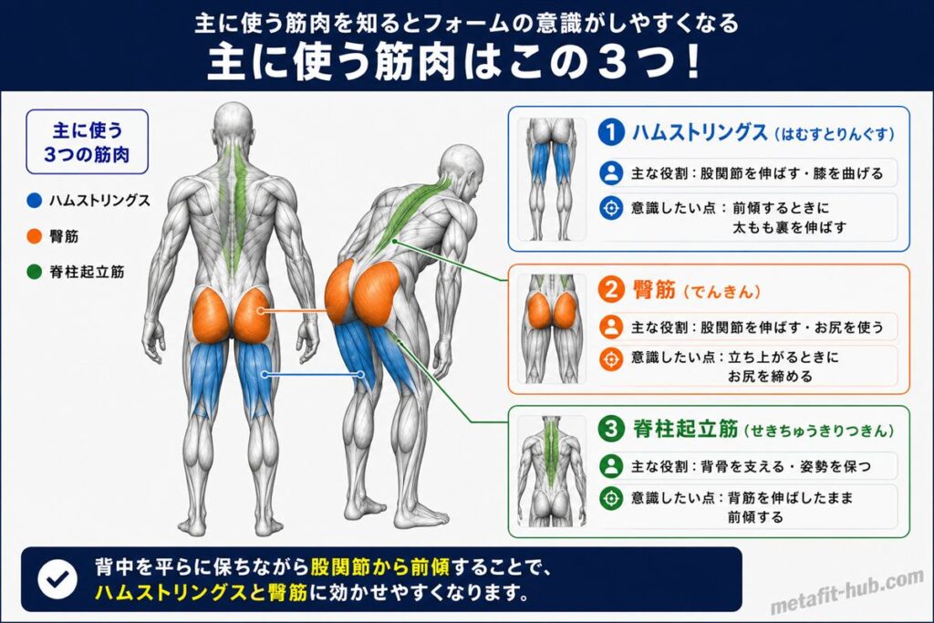 ルーマニアンデッドリフトで鍛えられる脚の筋肉図。ハムストリングス・臀筋をメインに脊柱起立筋も使われる