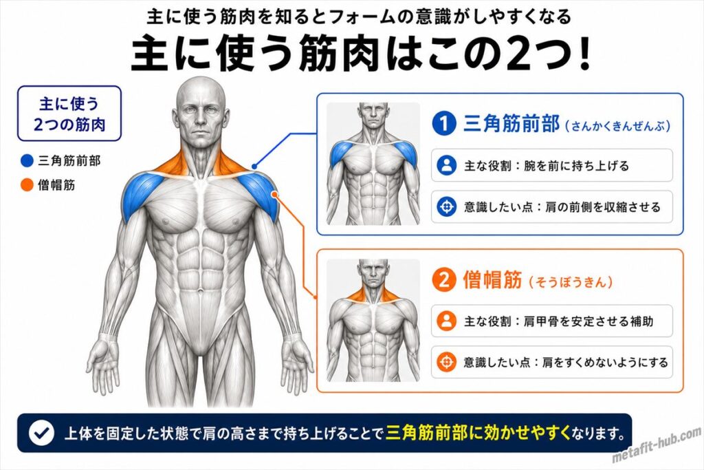 ケーブルフロントレイズで鍛えられる肩の筋肉図。三角筋前部をメインに僧帽筋も使われる