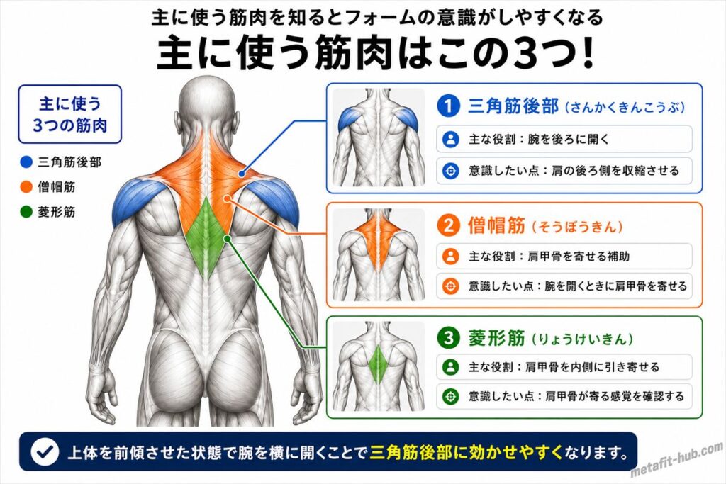 ダンベルリアレイズで鍛えられる肩の筋肉図。三角筋後部をメインに僧帽筋・菱形筋も使われる