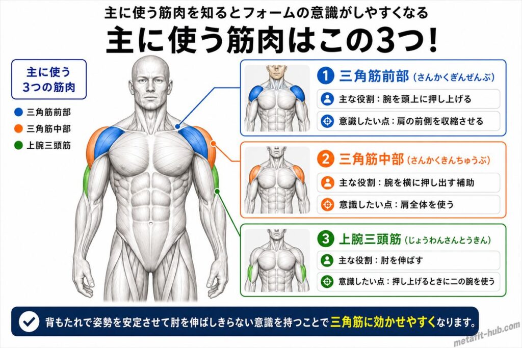 ダンベルショルダープレスで鍛えられる肩の筋肉図。三角筋前部・中部をメインに上腕三頭筋も使われる