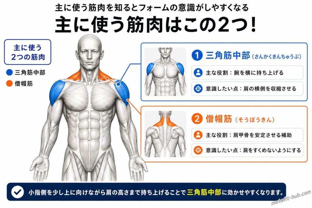 ダンベルサイドレイズで鍛えられる肩の筋肉図。三角筋中部をメインに僧帽筋も使われる