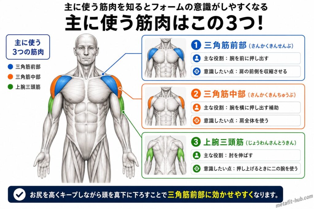 パイクプッシュアップで鍛えられる肩の筋肉図。三角筋前部をメインに中部・上腕三頭筋も使われる