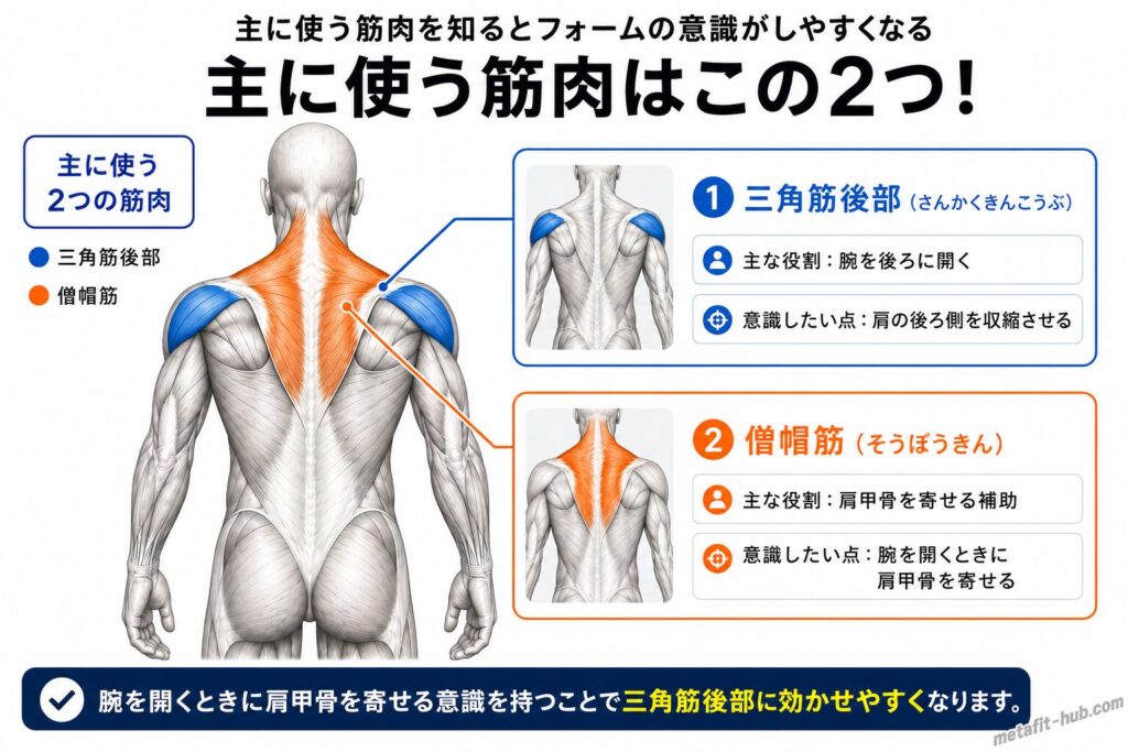 チューブリアレイズで鍛えられる肩の筋肉図。三角筋後部をメインに僧帽筋も使われる